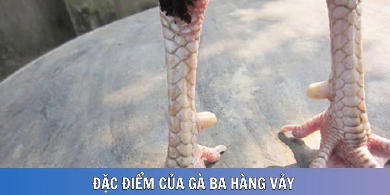 Điểm đặc trưng của dòng gà ba hàng vảy