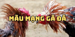 Màu mạng gà đá