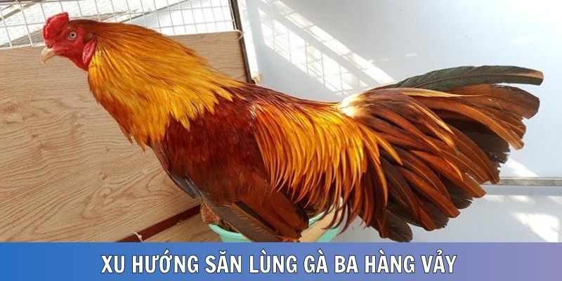 Xu hướng săn lùng gà 3 hàng vảy tăng cao trên thị trường